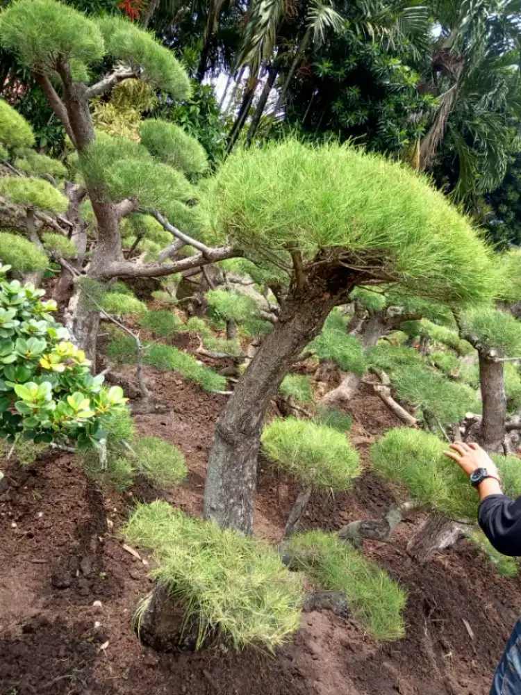 Pohon bonsai cemara udang/ bonsai cemata udang/ pohon cemara