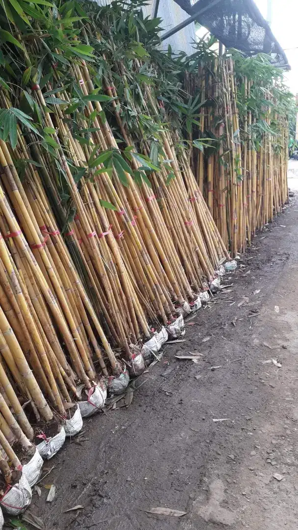 Jual pohon bambu kuning bambu hidup