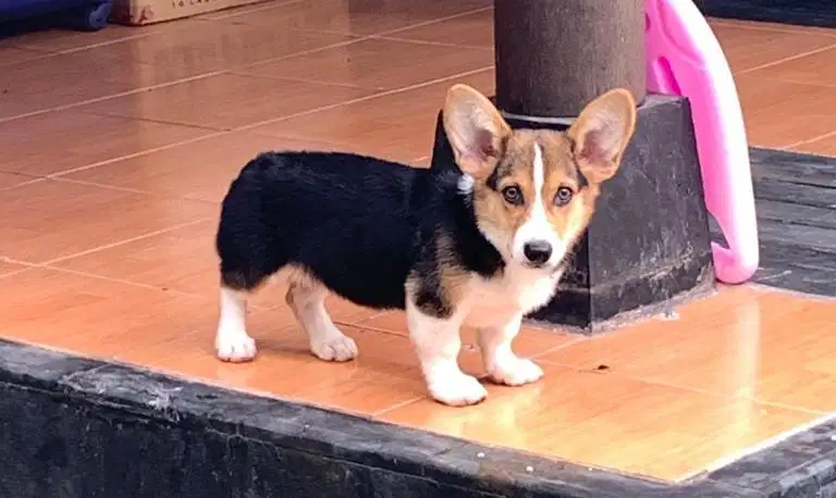 Corgi olx hot sale