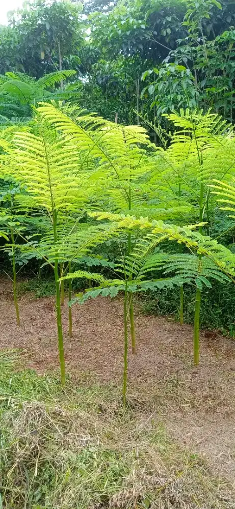 JUAL POHON SOLABIUM SOLOBIUM PAKIS BRAZIL