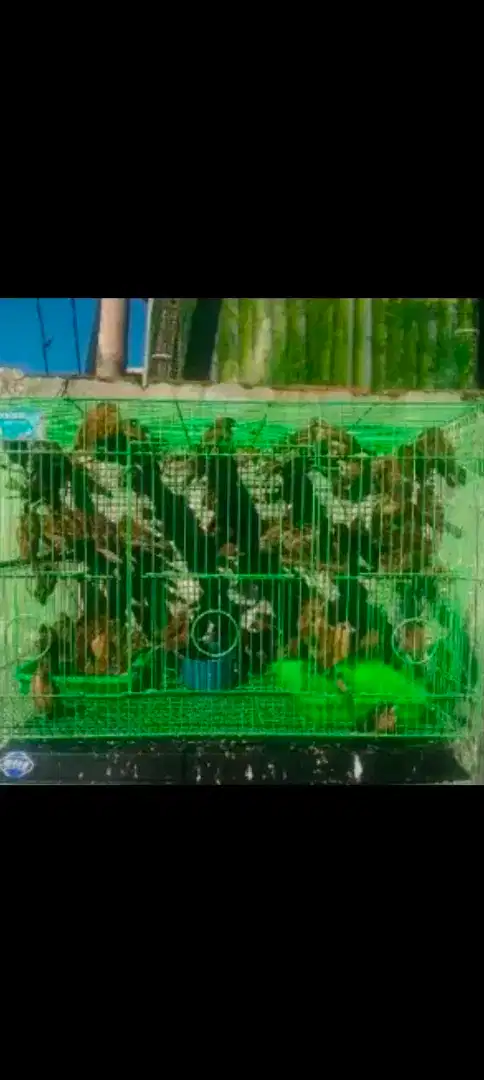 Burung Pipit atau Emprit