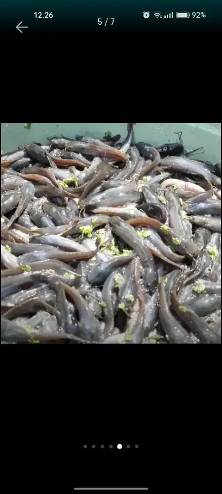 Bibit lele sangkuriang