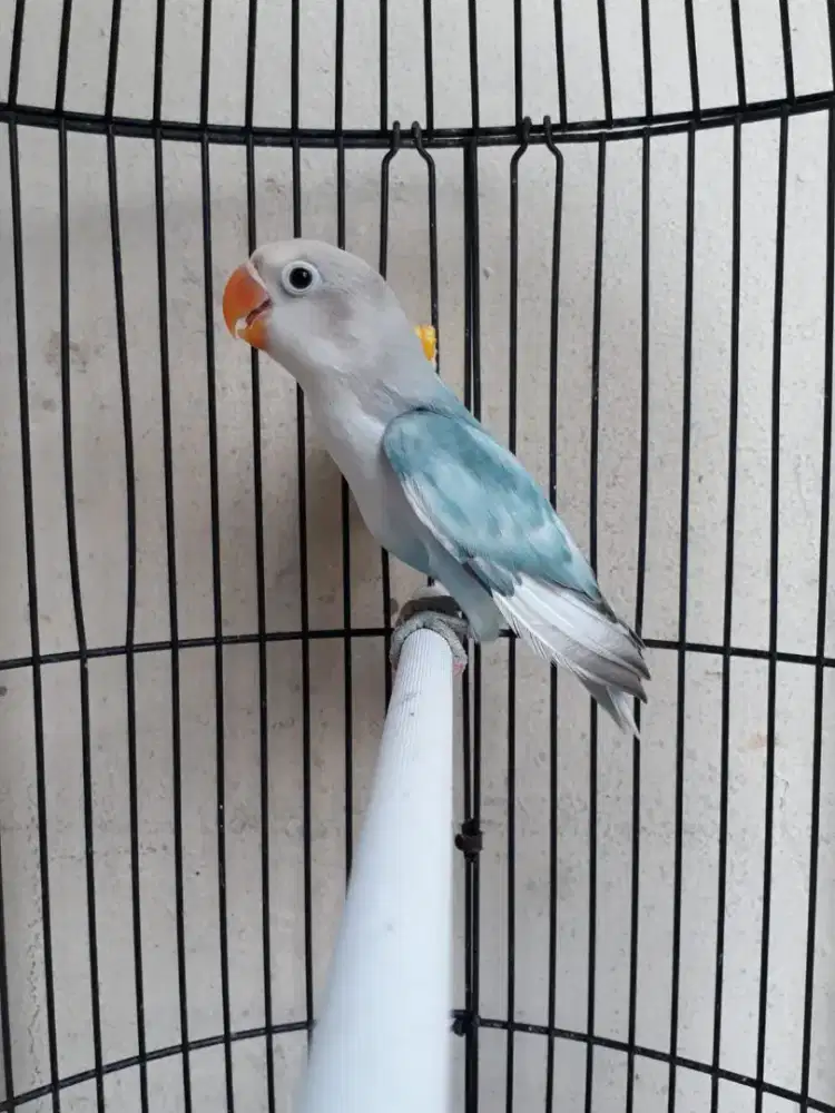 Jual BURJA Lovebird Muda BS (Blue Seris)