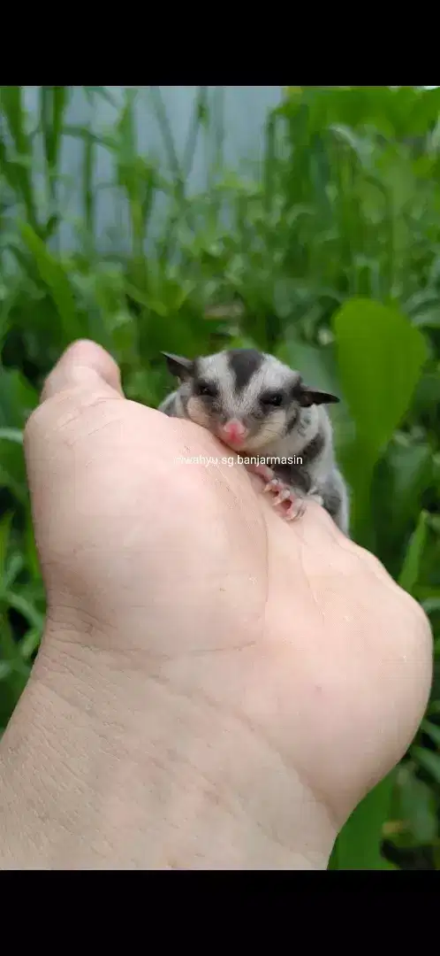 Sugar glider jantan) betina turunan obes.