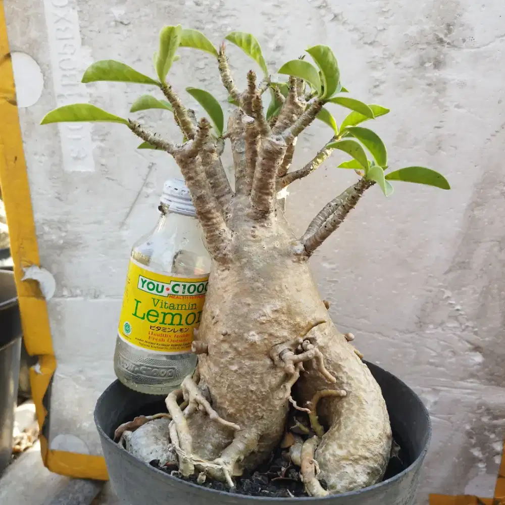 Thaisocotranum Arabicum RCN