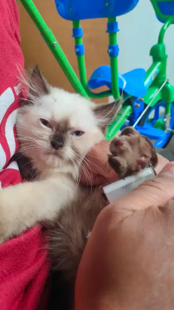 Grooming kucing panggilan