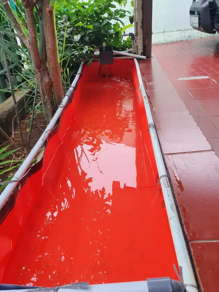 Terpal kolam ikan bentuk kotak uk 2x1x50 tipe A5 warna biru oren