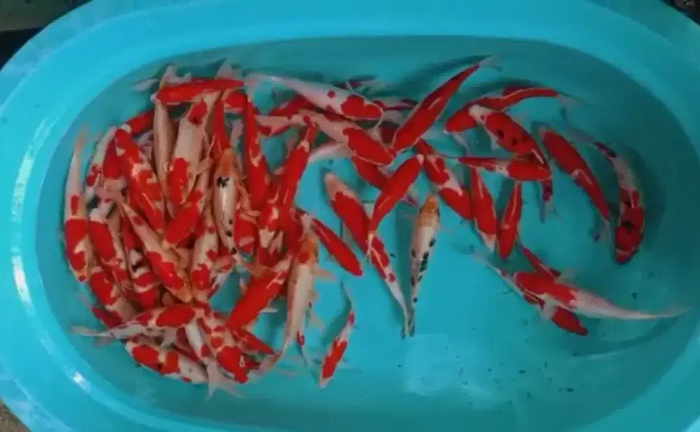 IKAN KOI GRACIA PENUH WARNA