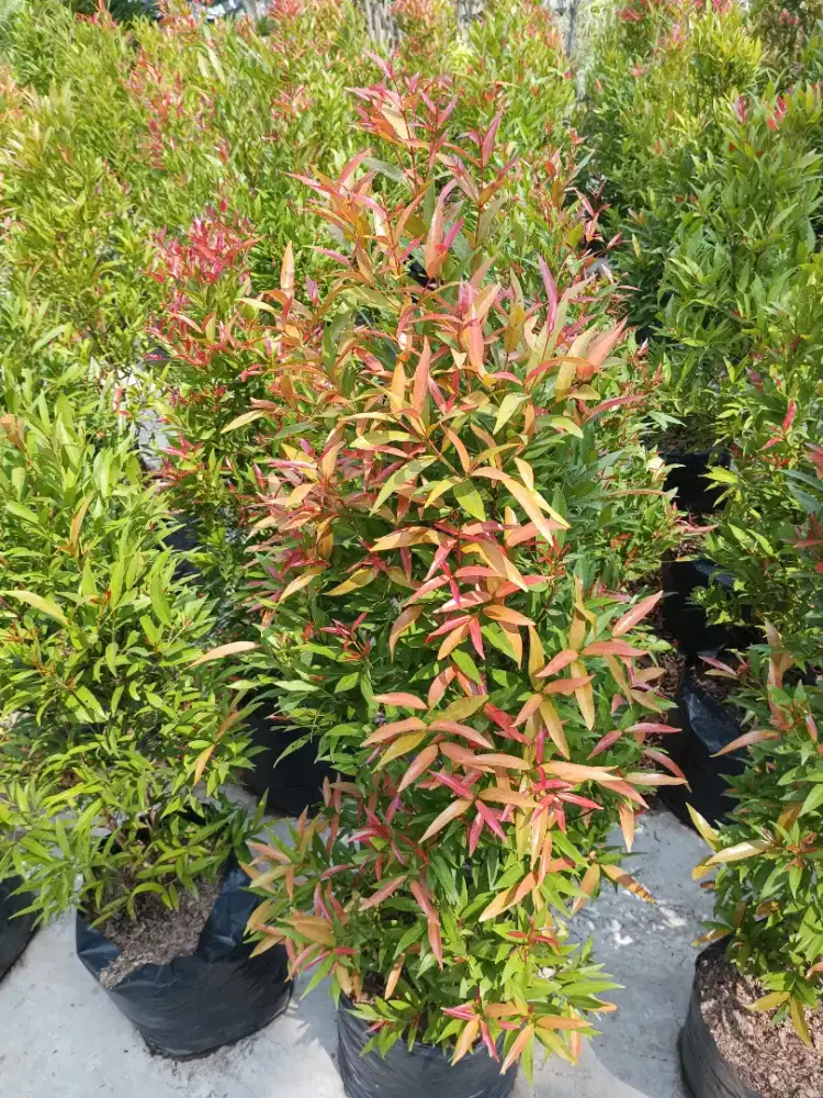 Pohon pucuk merah 1 meter (COD)