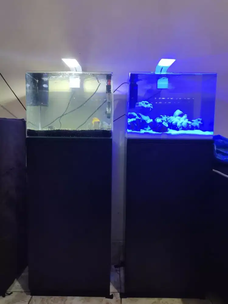 asesoris ikan hias murah