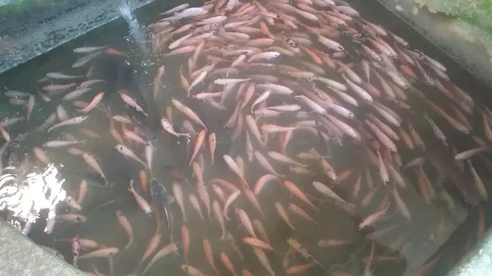 Bismillah jual ikan nila konsumsi