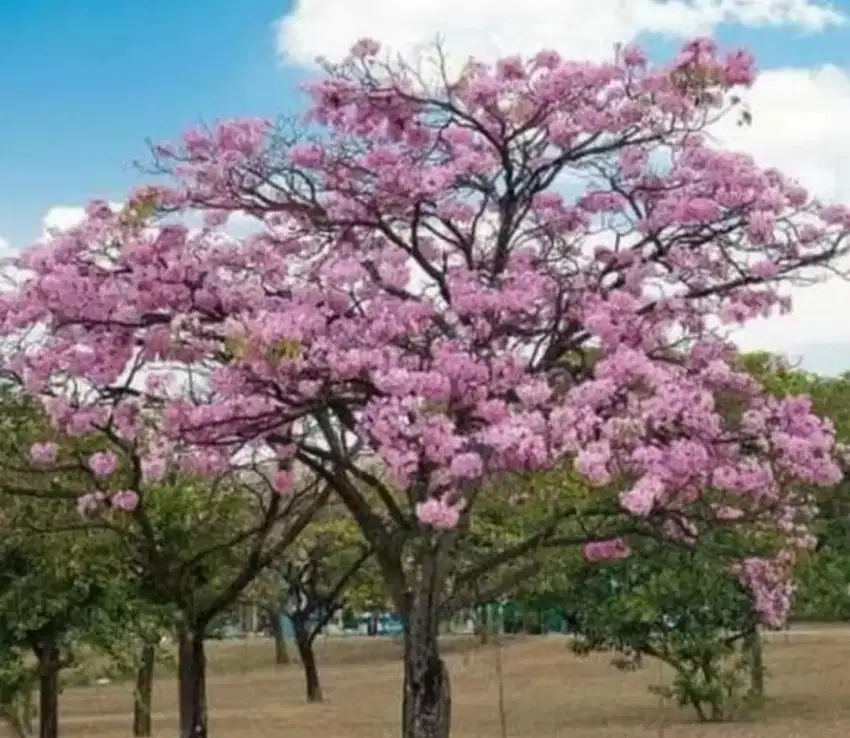 Pohon tabebuya rosea bunga pink 4 meter