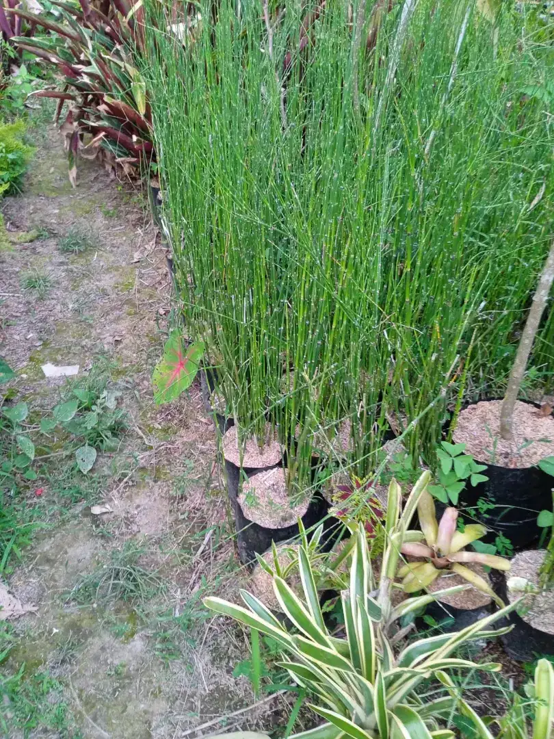 Bambu air pohon