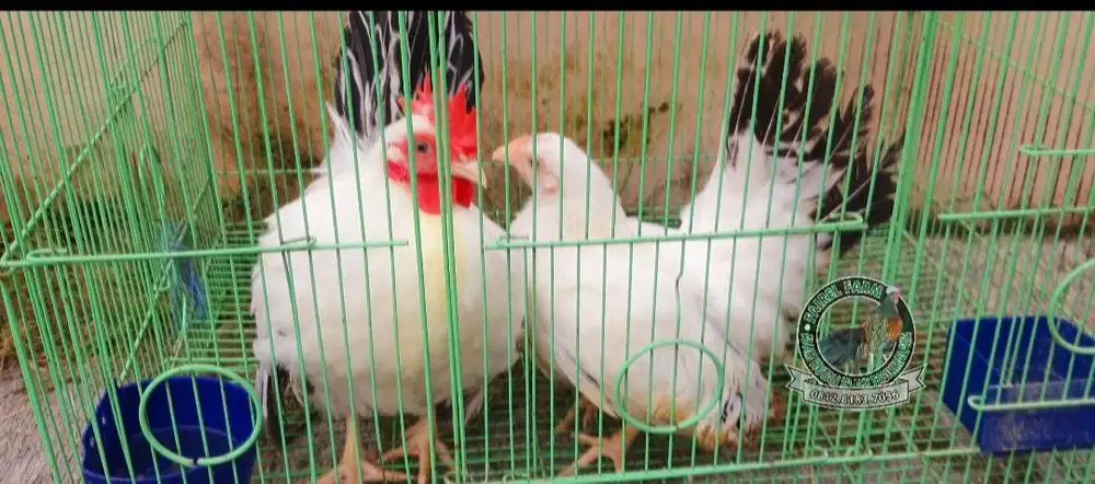 Ayam hias chabo kate jepang black tail sepasang