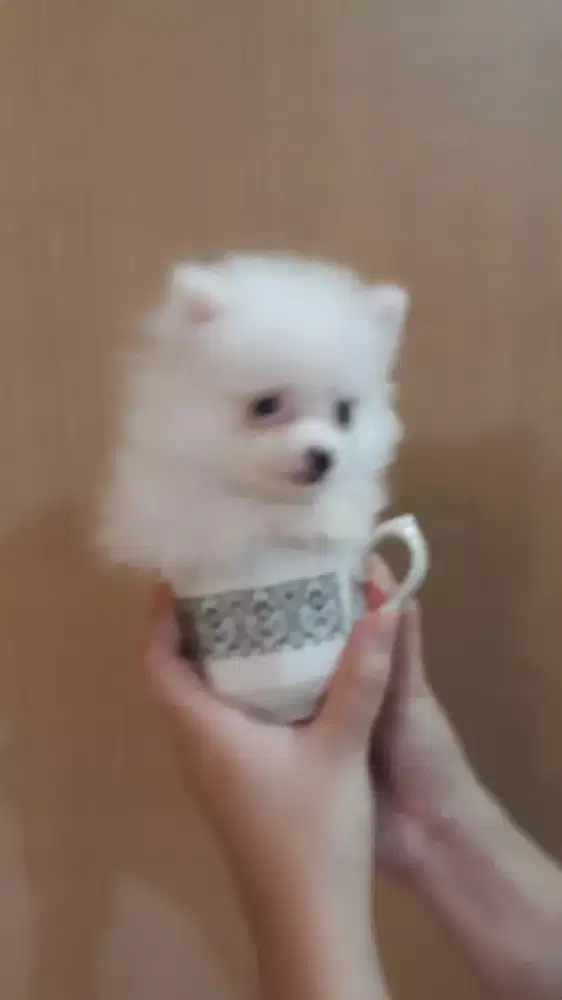Puppy MiniPom Superminipom Jantan Betina Cantik Murah