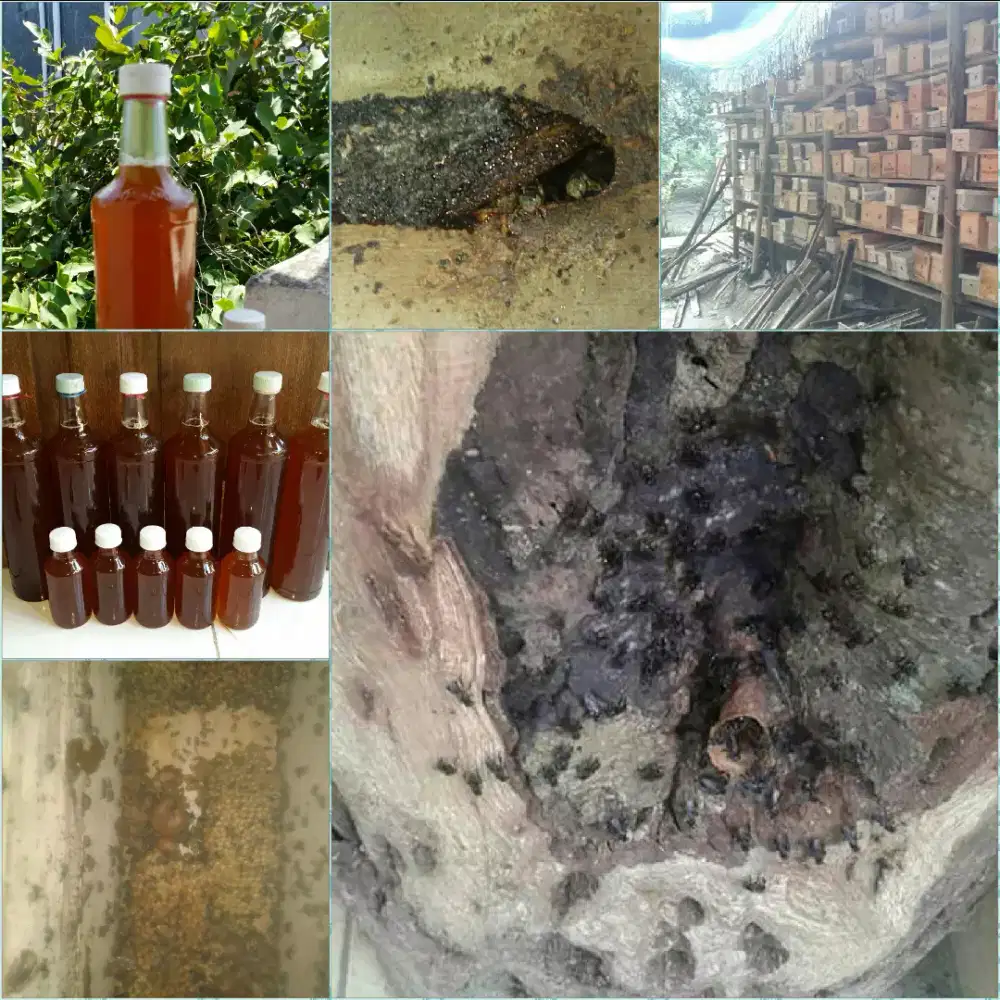 Madu Murni Kele/Klanceng/Trigona (Garansi) Uji Dahulu Sebelum Membeli