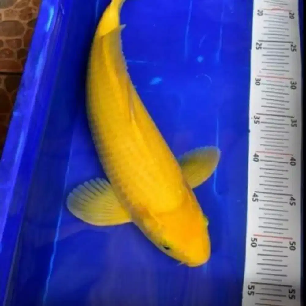 Ikan koi karasi - koi Blitar