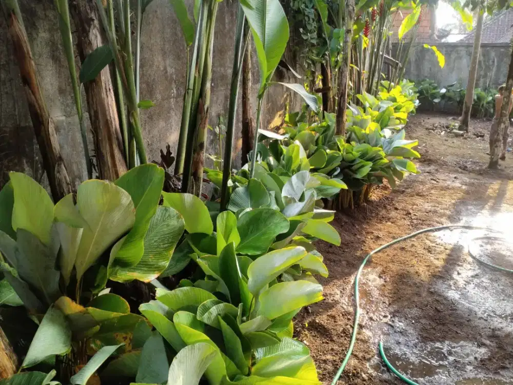 Pisang mangkok,pisang kodok,jual pisang hias,pisang,mangkok,kodok