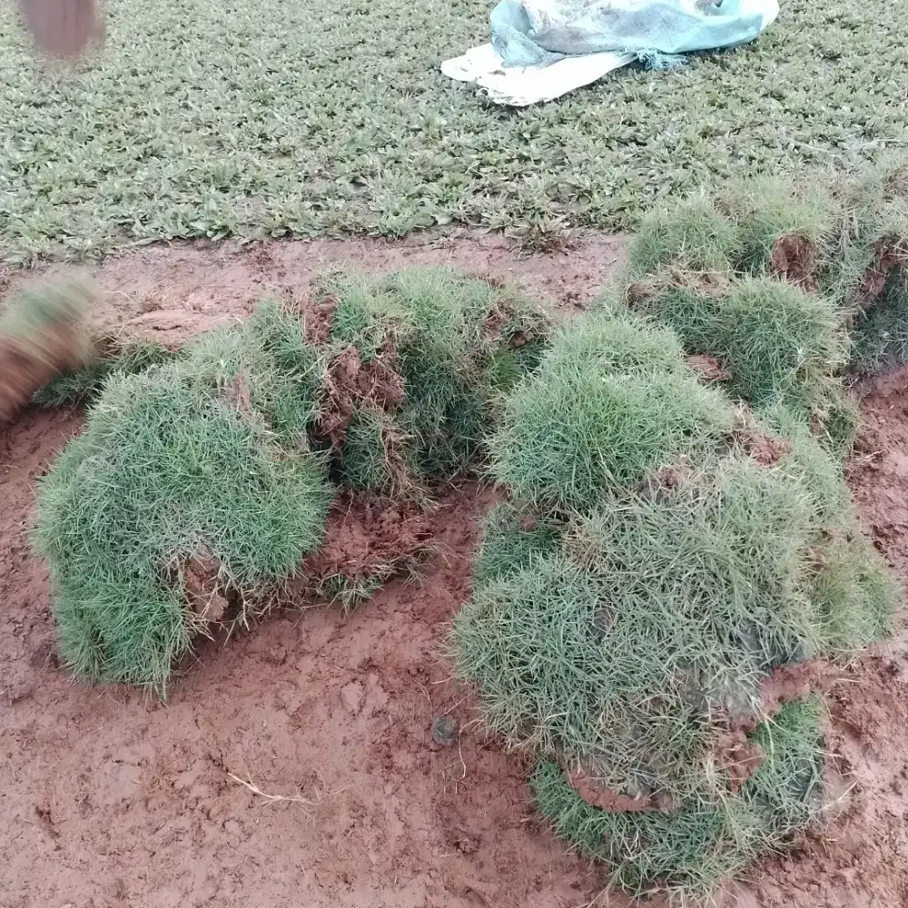 Jual Rumput Jepang / Terima Jasa Pembuatan Taman
