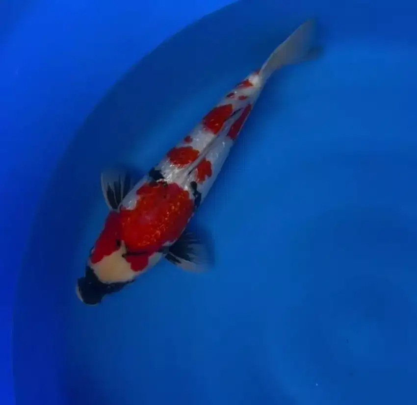 KOI IMPORT SAKAI SHOWA GINRIN SIZE 52CM