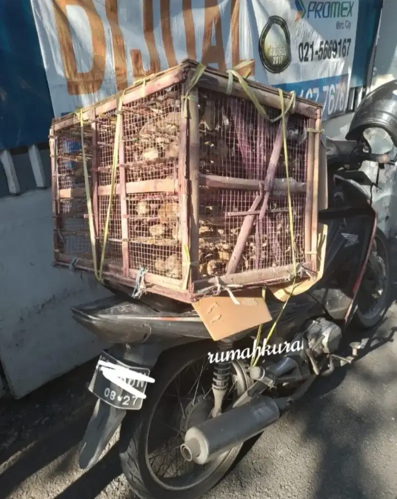 Burung enprit sawah murah untuk lepas kembali pakan predator