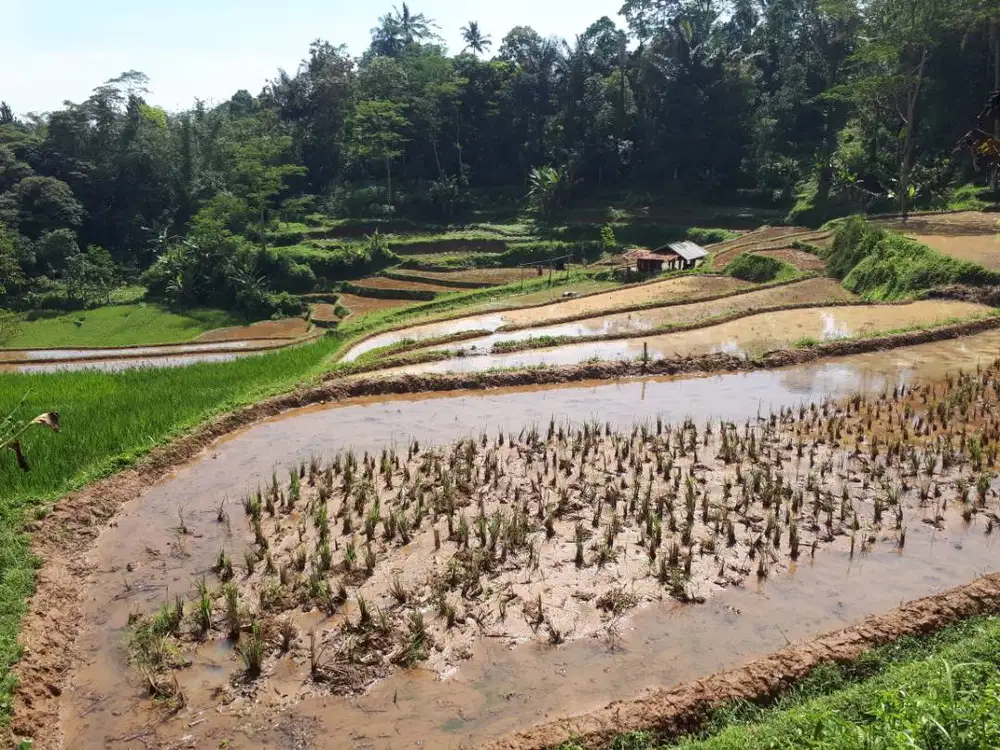 Jual Sawah dan kebun Produktif, 1,27 Ha