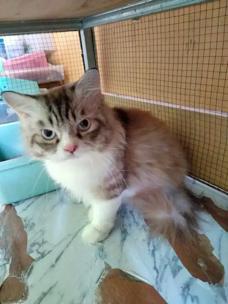 Jasa Pacak kucing Ragdoll