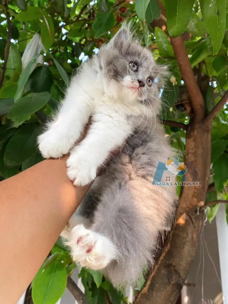 Kucing Kitten Persia Abu Abu Putih Longhair Lucu - Hewan Peliharaan -  895561945