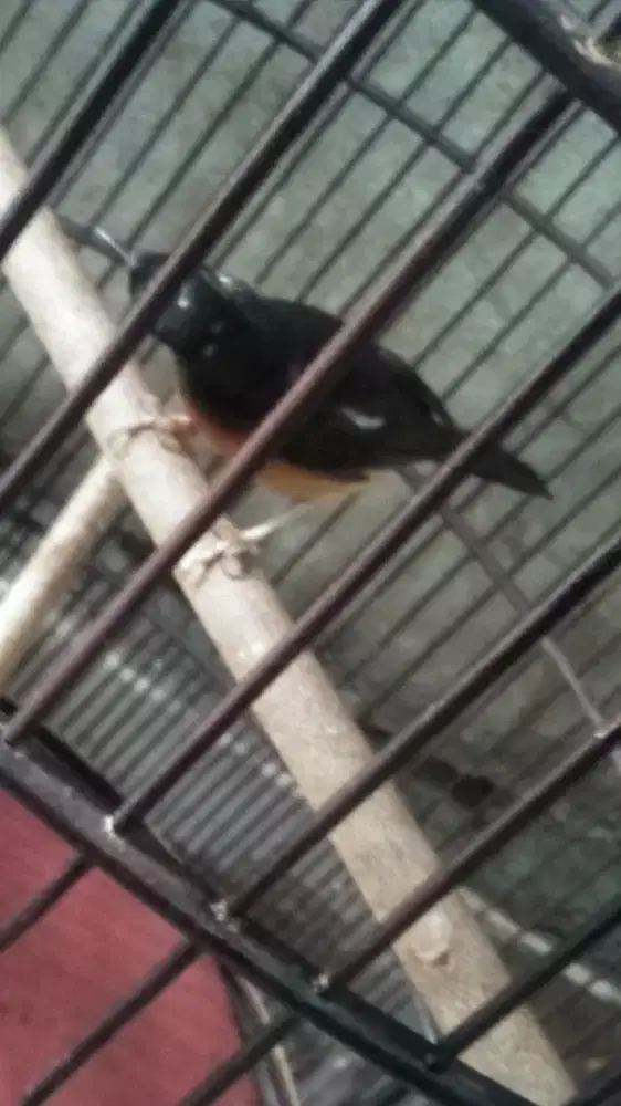 Murai batu medan blorok extrim