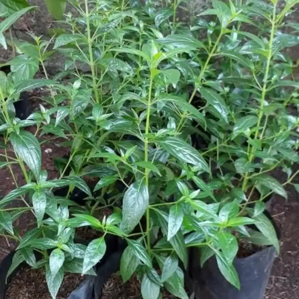 Nego Bibit Tanaman Sambiloto