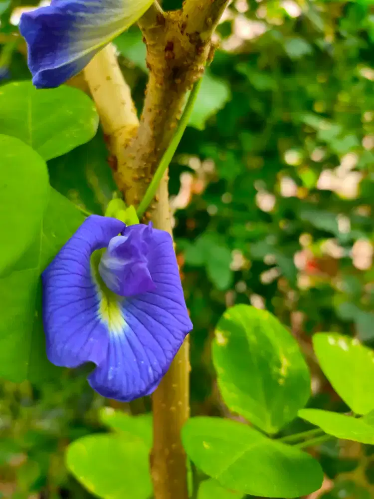 Tanaman bibit pohon bunga telang kembang biru butterfly pea