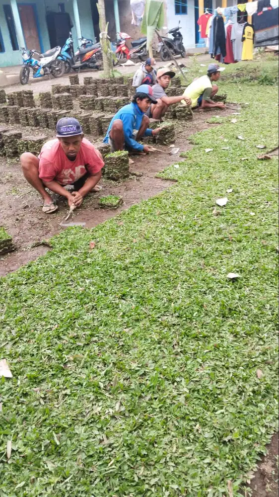 Harga rumput gajah mini Purbalingga