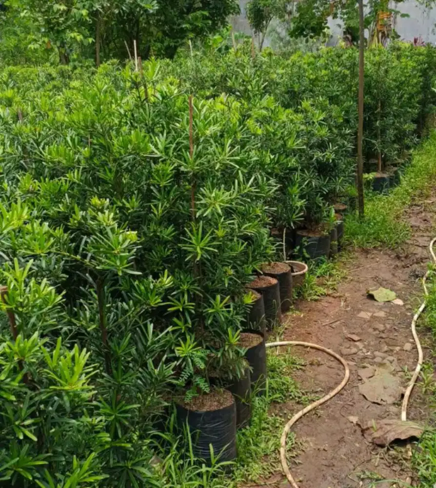 Pohon lohan sung taiwan