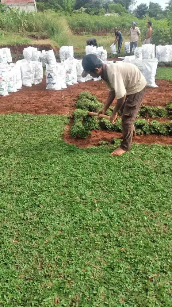 Tukang rumput profesional garansi hingga hidup