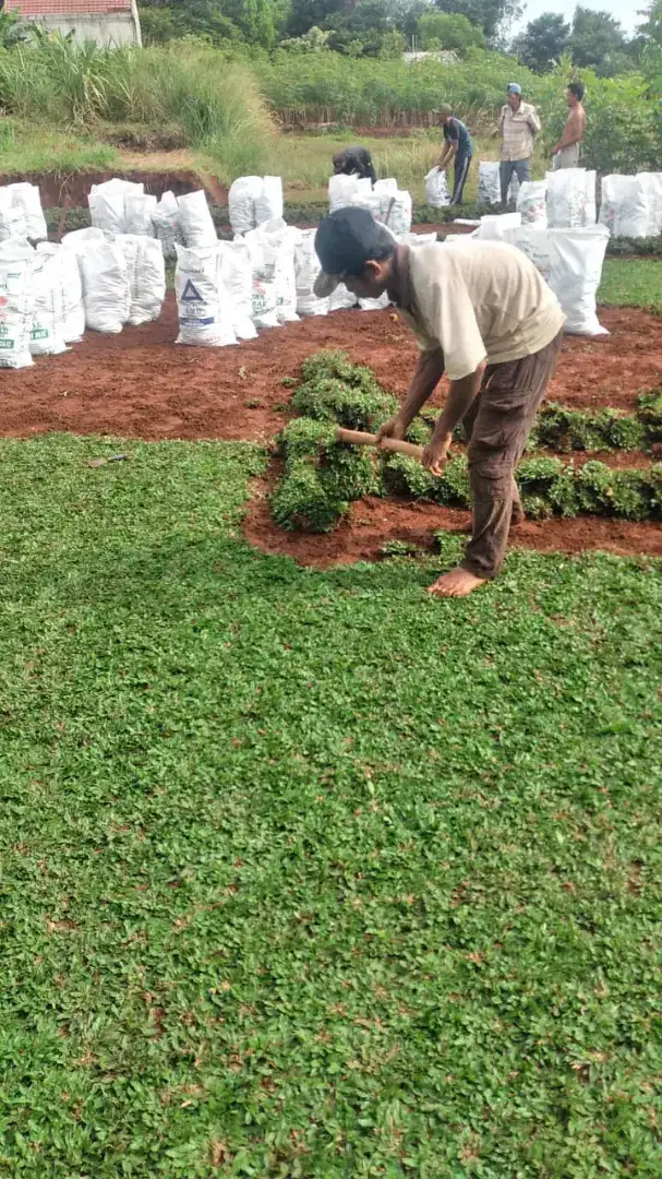 Jual rumput hijau gajah mini