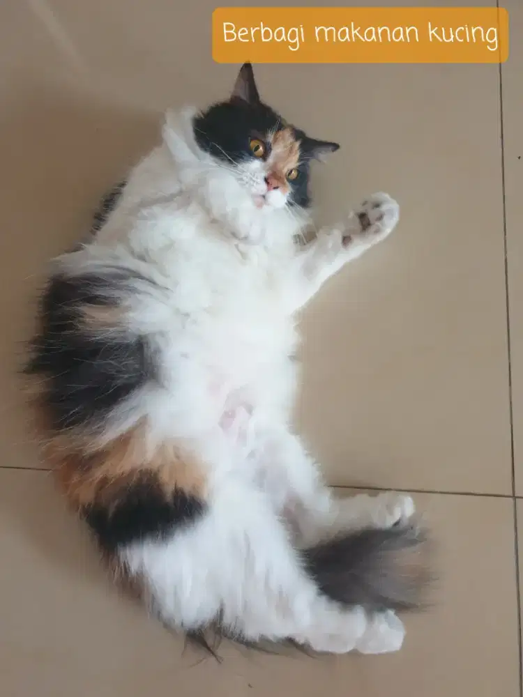 Mix Mainecoon & Norwegian