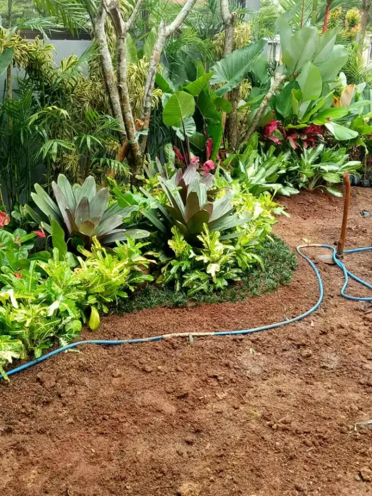 Tukang rumput Citayam depok