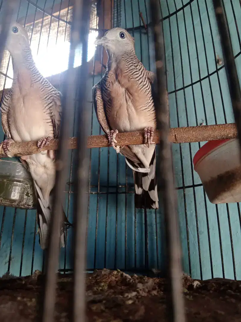 Burung perkutut Bangkok Pancoran mas