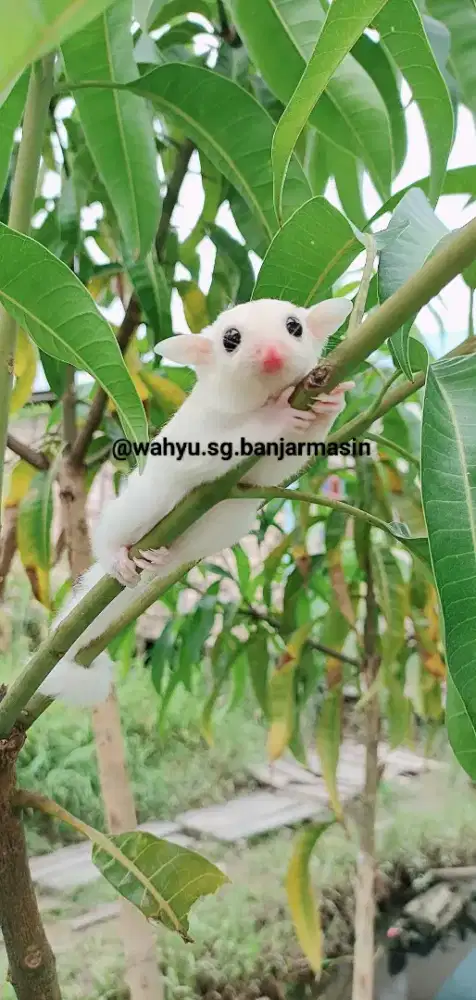 Sugarglider Leucistic  jantan betina