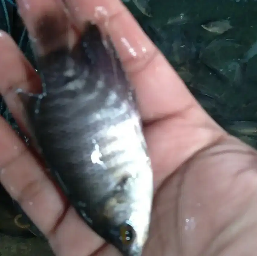 Bibit ikan gurame ukuran silet