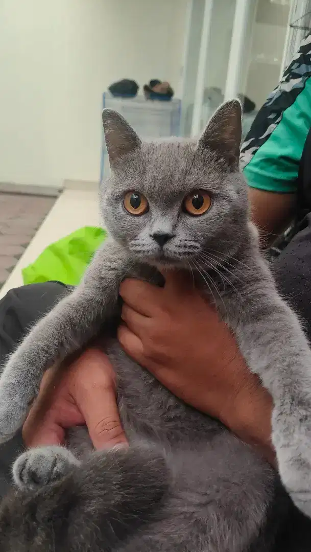 Grooming kucing panggilan
