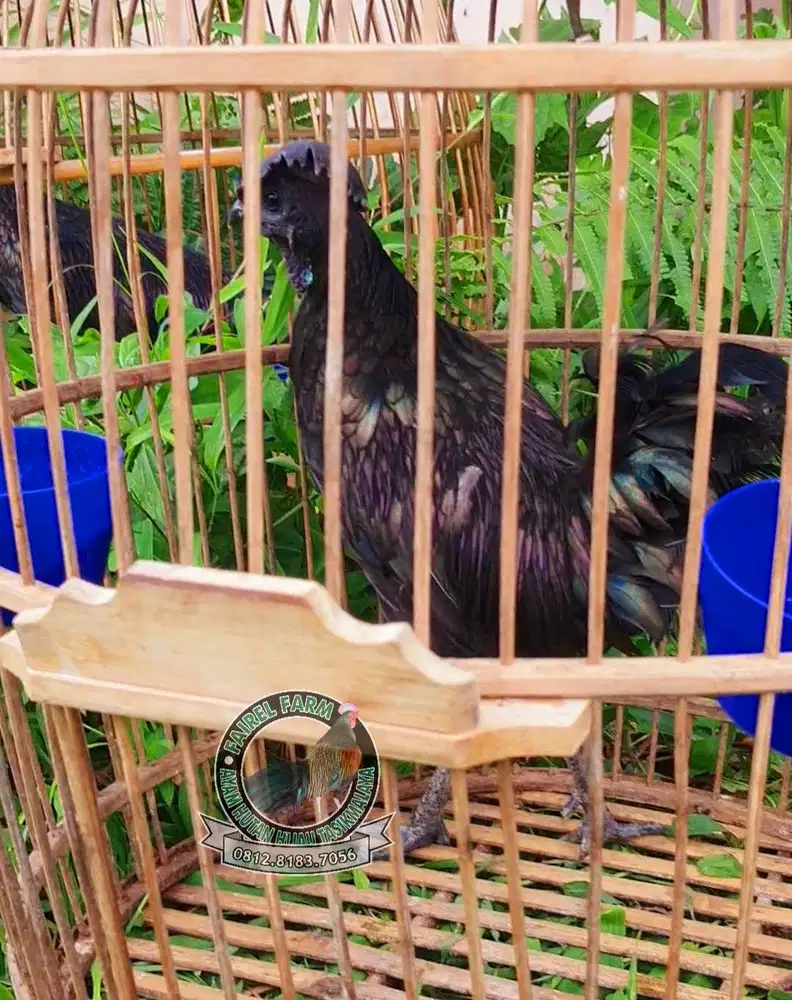 Ayam bekicem bekisar cemani gacor