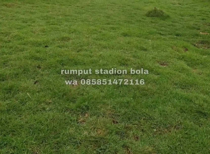 Harga Supplier Rumput Stadion Lapangan Zoysia Matrella Purwakarta