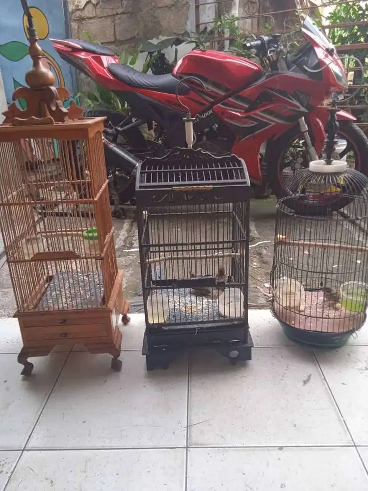 Guru master / suhu besar ohara