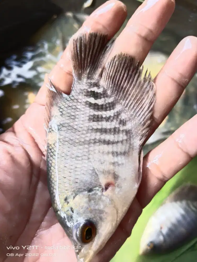 jual ikan gurame soang uk 2 jari
