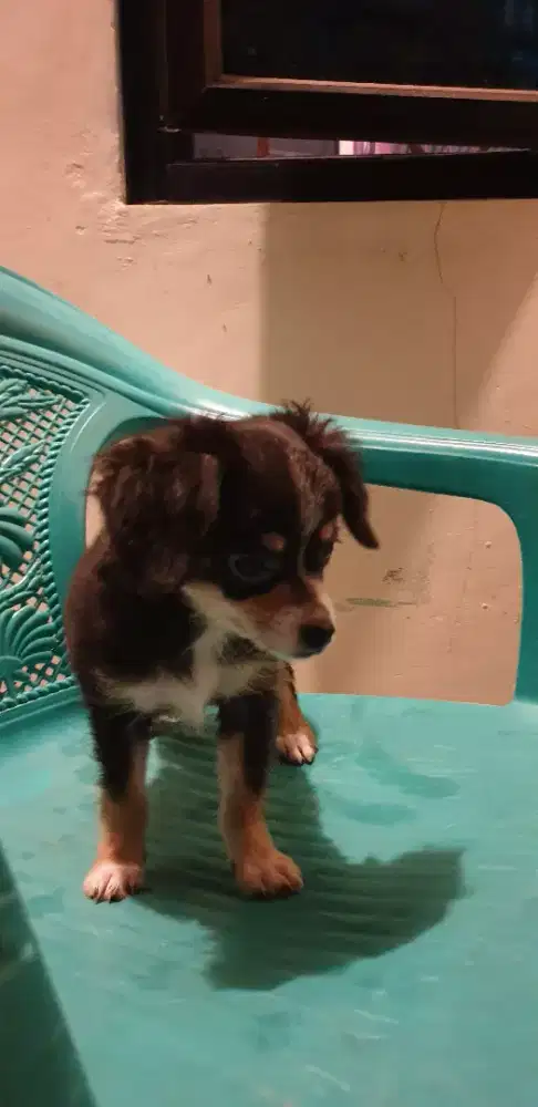 Beli 2 Gratis 1 Chihuahua long hair 2 bulan