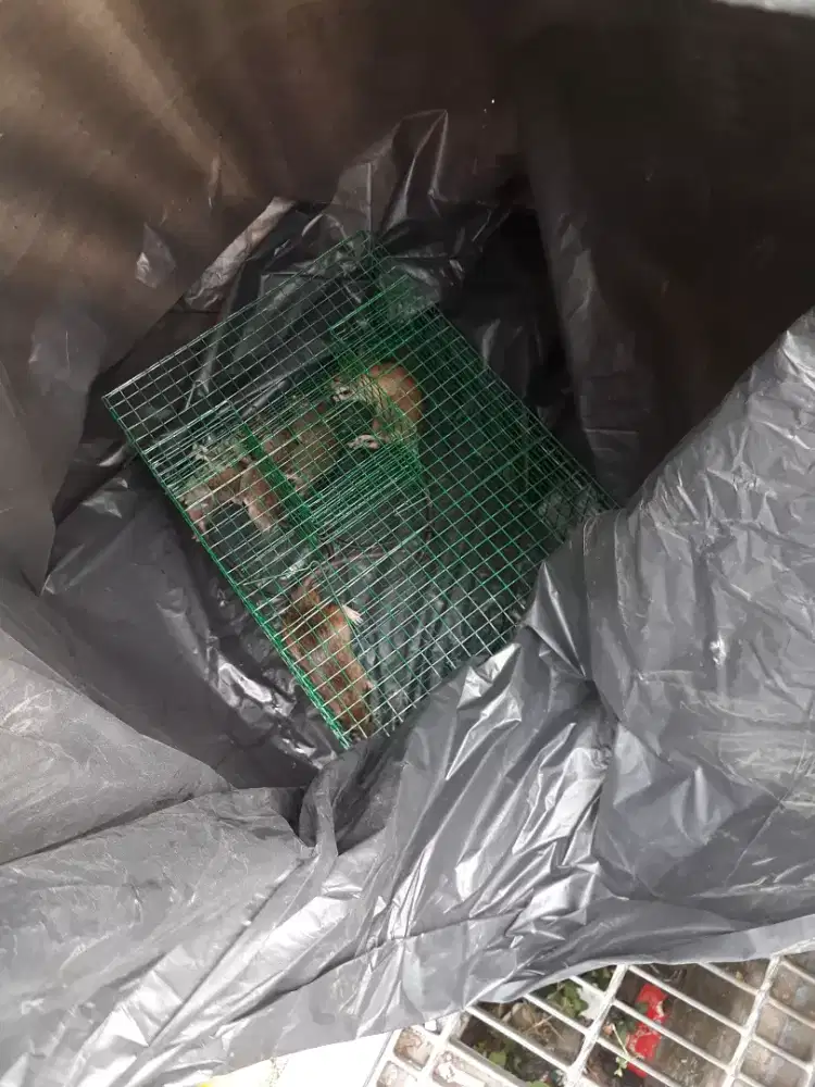 Pembasmi Hama, Pest Control, Fogging Nyamuk, Anti Rayap, Desinfektan