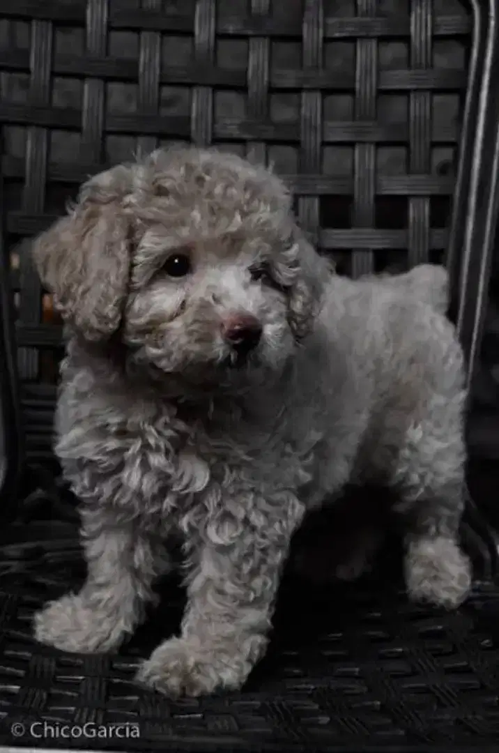 Silver Tiny Toy Poodle