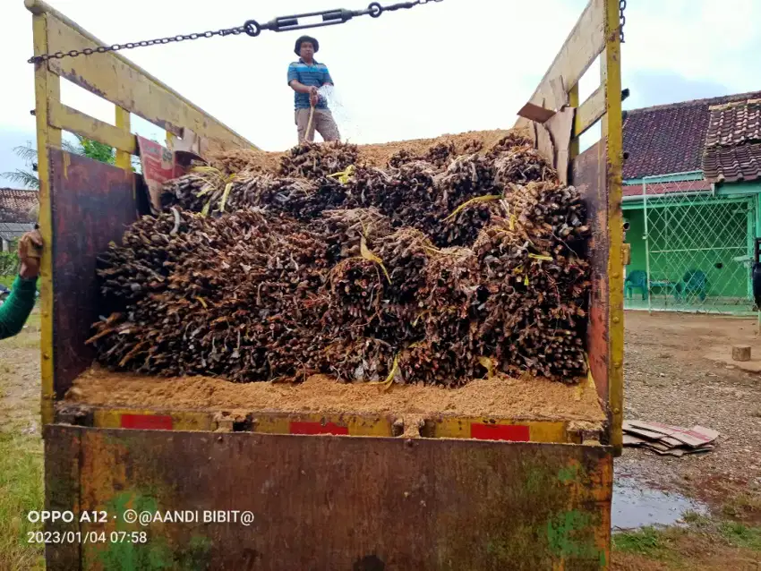 Bibit Karet Unggul Stum mata tidur