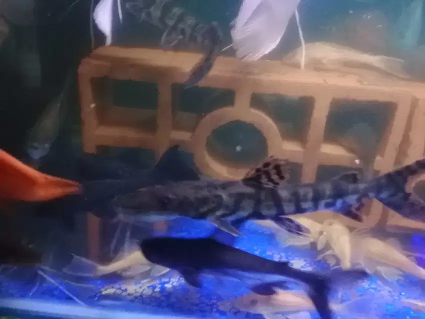 Tsn (tiger shovelnose catfish)